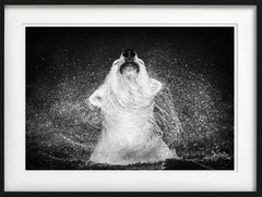 Diamonds In The Sky - Polar Bear Shaking The Water of, Fine Art Photography