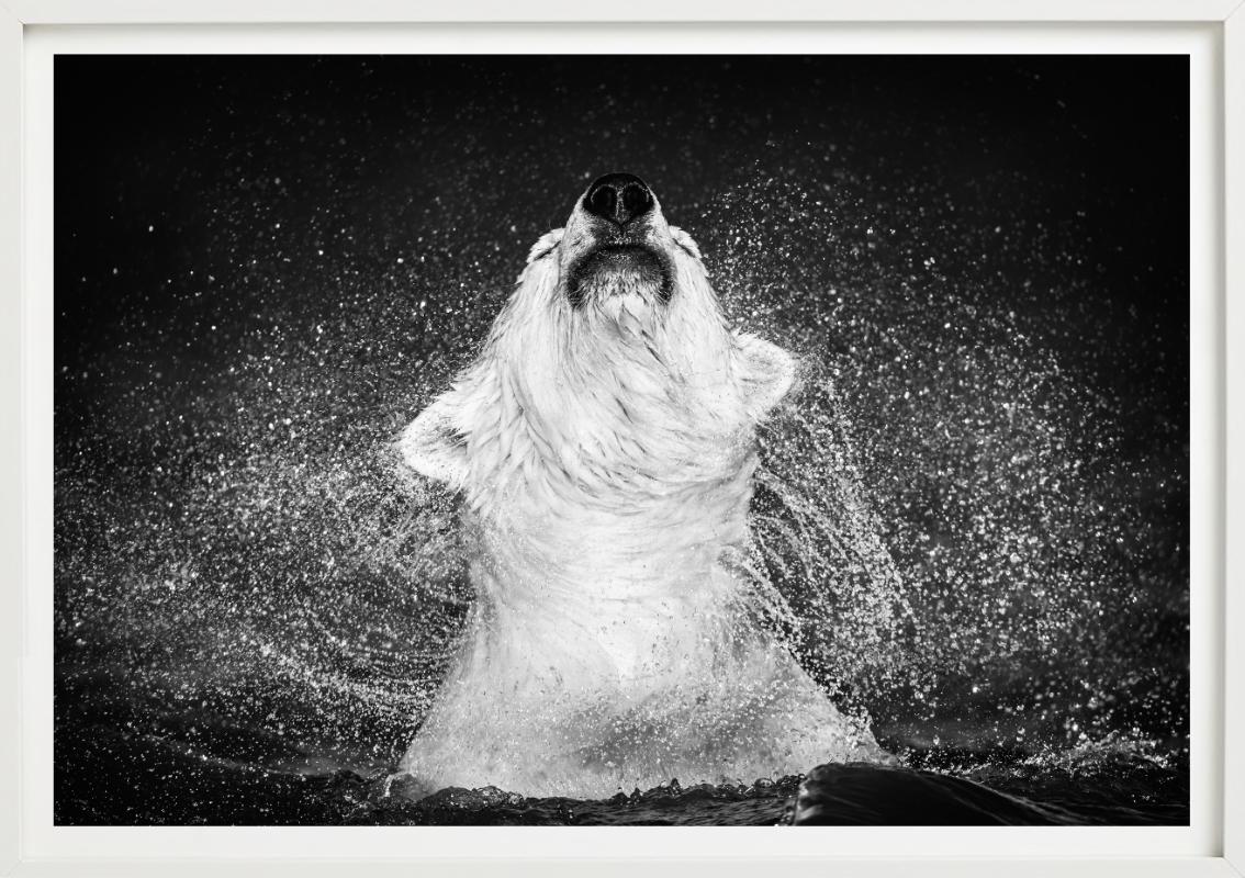 Diamantes en el cielo - Oso polar sacudiendo el agua de, Fotografía artística - Black and White Photograph Negro de David Yarrow