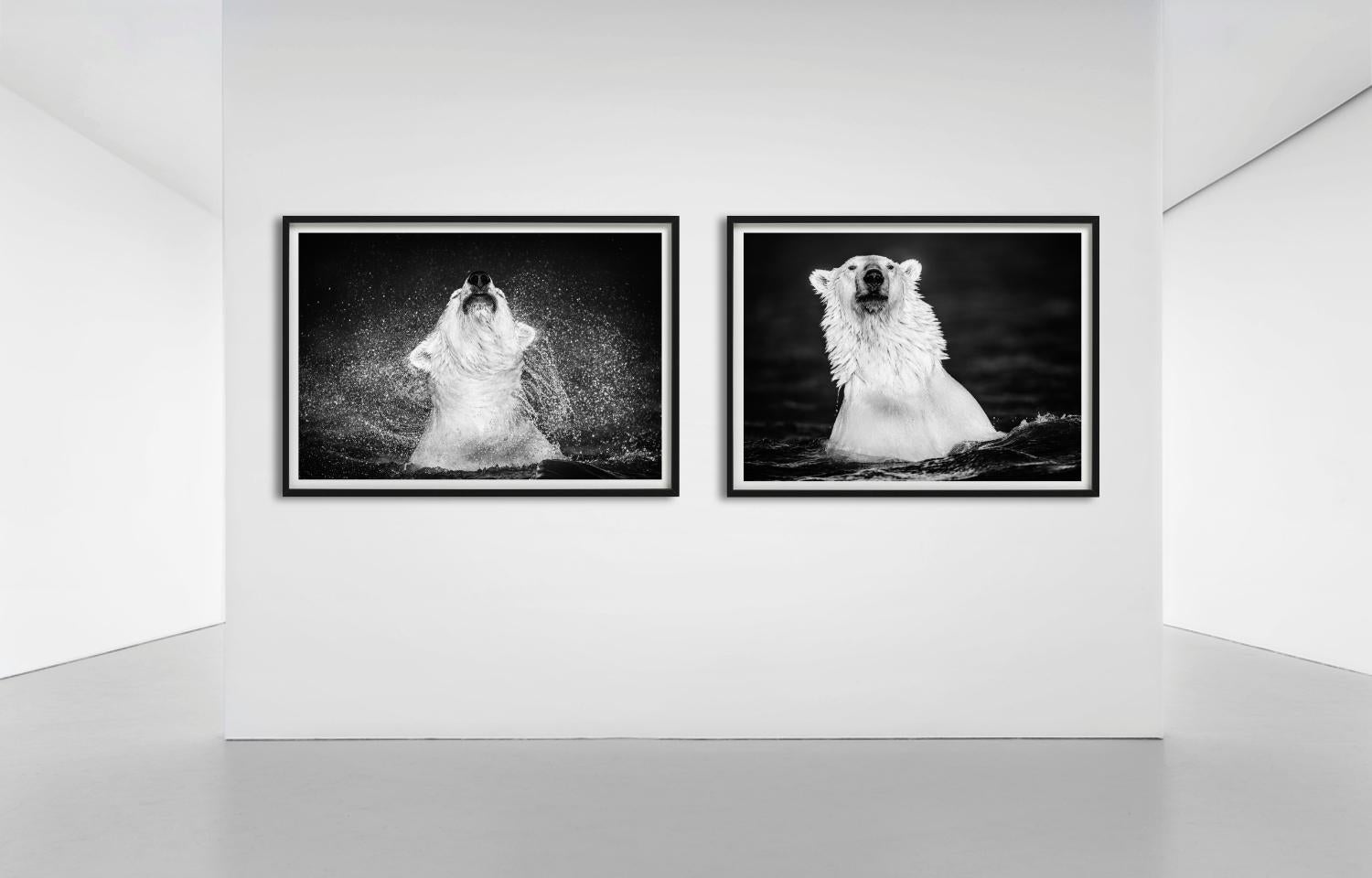 Diamantes en el cielo, una toma dinámica de un oso polar sacudiéndose el agua, con fotografía escénica e idílica en blanco y negro, fue fotografiada por David Yarrow.  

Todas las impresiones son de edición limitada. Disponible en varios tamaños.
