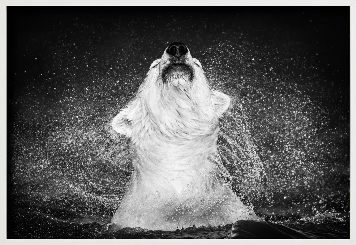 Diamantes en el cielo - Oso polar sacudiendo el agua de, Fotografía artística en venta 1
