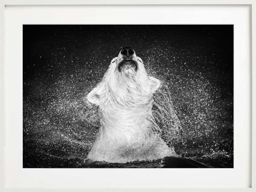 Diamantes en el cielo - Oso polar sacudiendo el agua de, Fotografía artística en venta 2