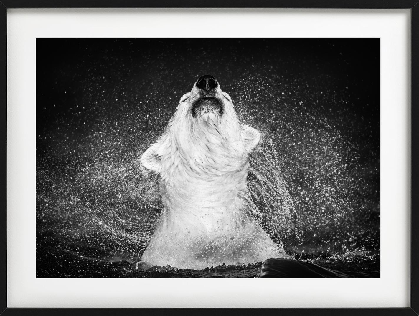 Diamantes en el cielo - Oso polar sacudiendo el agua de, Fotografía artística en venta 3