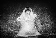 Diamonds In The Sky - Polar Bear Shaking The Water of, Fine Art Photography
