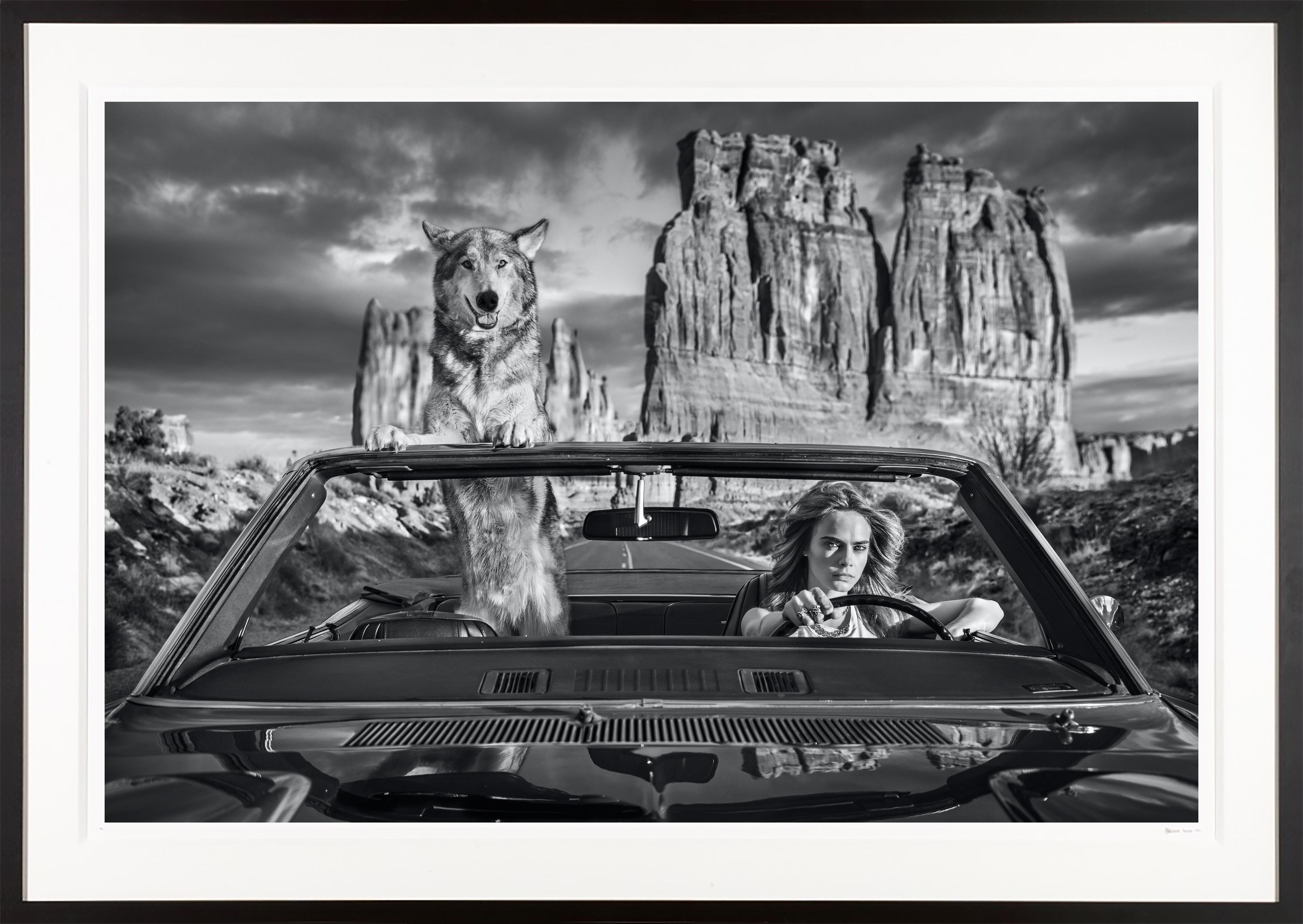 David Yarrow Black and White Photograph - "Drive" Sexy Cara Delevingne in Arches National Park, Utah with Wolf