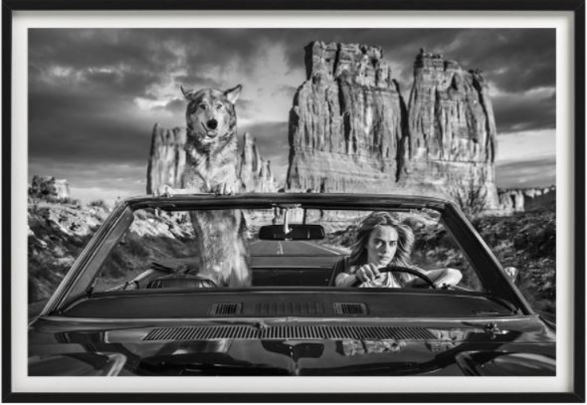Guida con Cara Delevingne - la top model seduta in auto con un lupo
Altre dimensioni e cornici di fascia alta su richiesta.

Il fotografo naturalista David Yarrow ha creato un'opera d'arte iconica ispirata a Ridley Scott con la top model Cara
