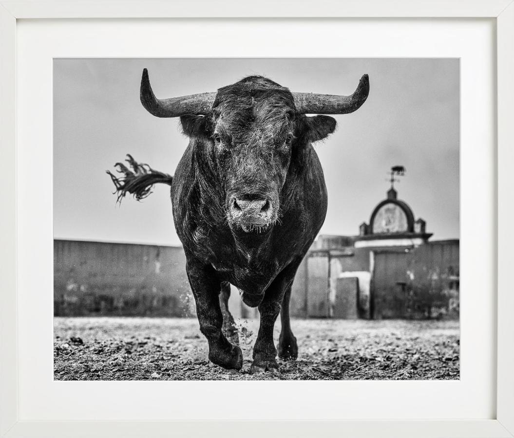 El Toro – Nahaufnahme eines Stiers auf einer Rinder Ranch in Miura, Kunstfotografie, 2024 – Photograph von David Yarrow