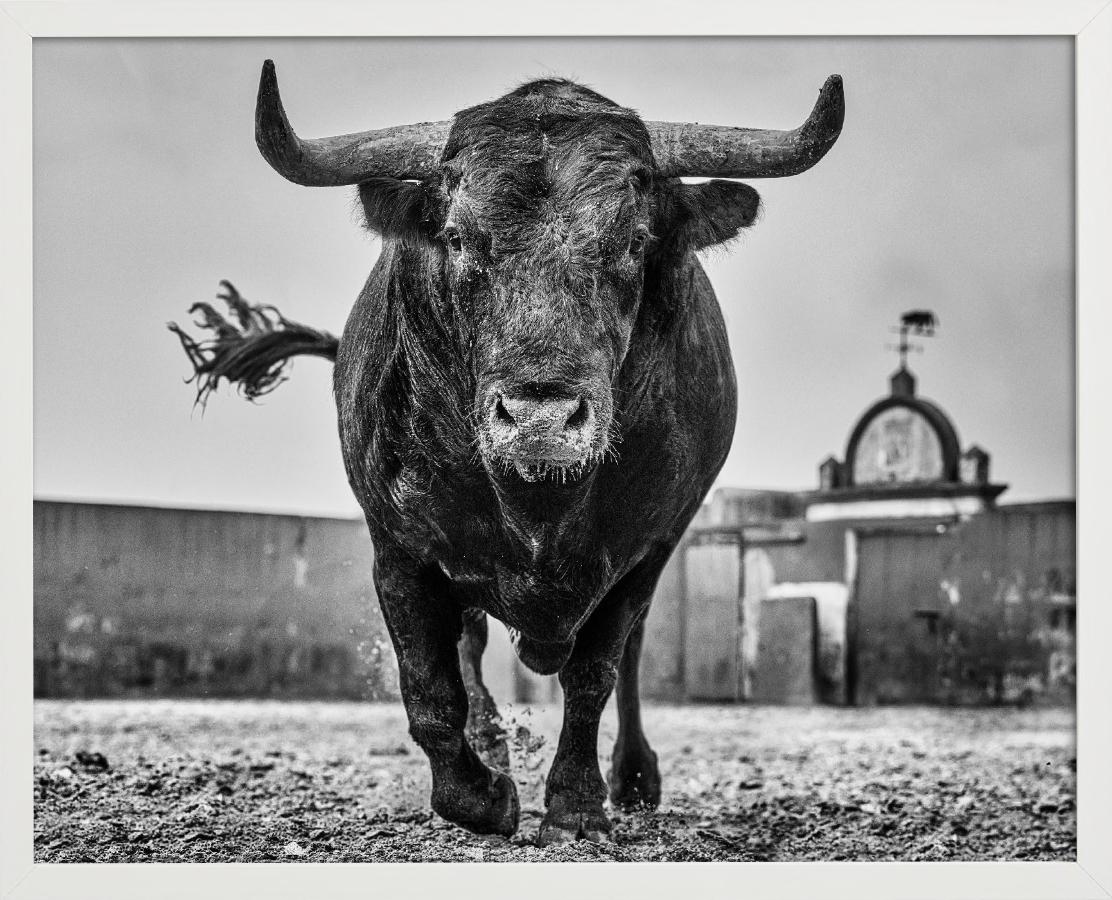 El Toro – Nahaufnahme eines Stiers auf einer Rinder Ranch in Miura, Kunstfotografie, 2024 (Zeitgenössisch), Photograph, von David Yarrow