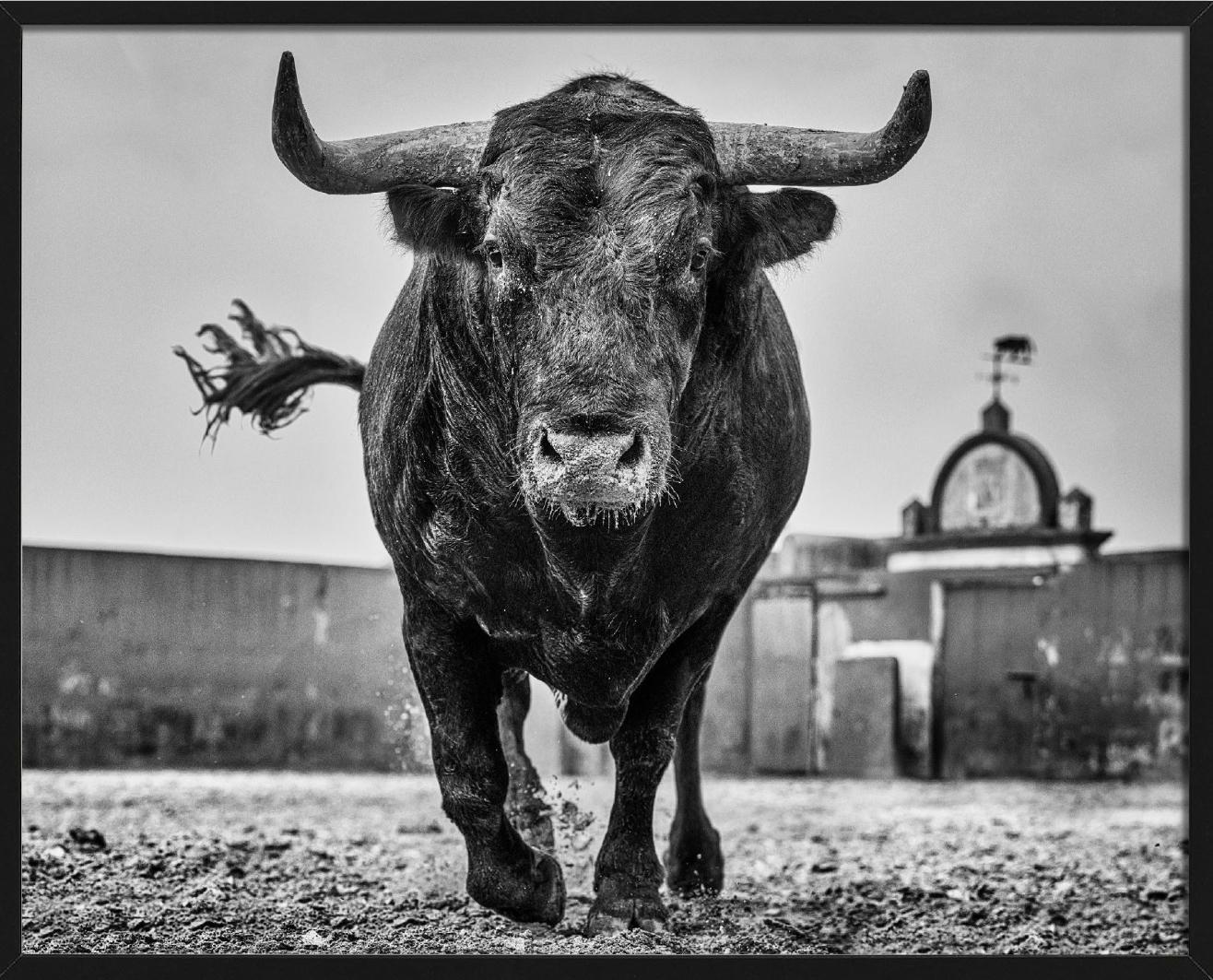 El Toro – Nahaufnahme eines Stiers auf einer Rinder Ranch in Miura, Kunstfotografie, 2024 im Angebot 1