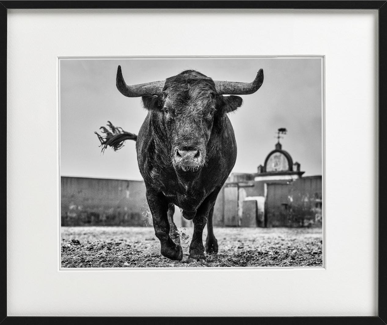 El Toro – Nahaufnahme eines Stiers auf einer Rinder Ranch in Miura, Kunstfotografie, 2024 im Angebot 2