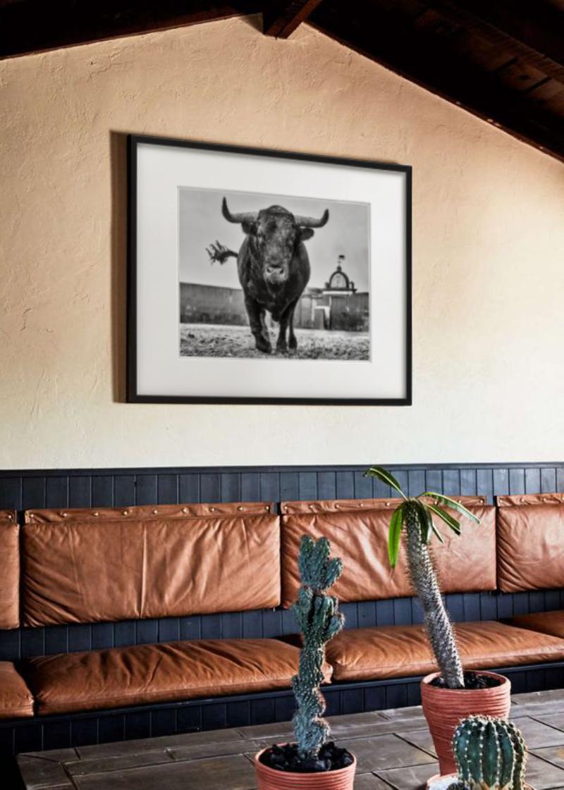 El Toro – Nahaufnahme eines Stiers auf einer Rinder Ranch in Miura, Kunstfotografie, 2024 im Angebot 3