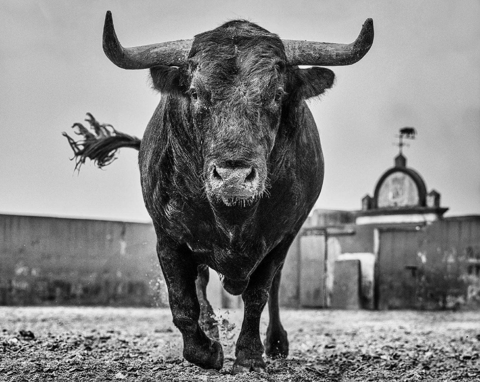 David Yarrow Figurative Photograph – El Toro – Nahaufnahme eines Stiers auf einer Rinder Ranch in Miura, Kunstfotografie, 2024
