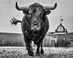 El Toro - Détroit d'un taureau au ranch de bovin de Miura, photographie d'art, 2024