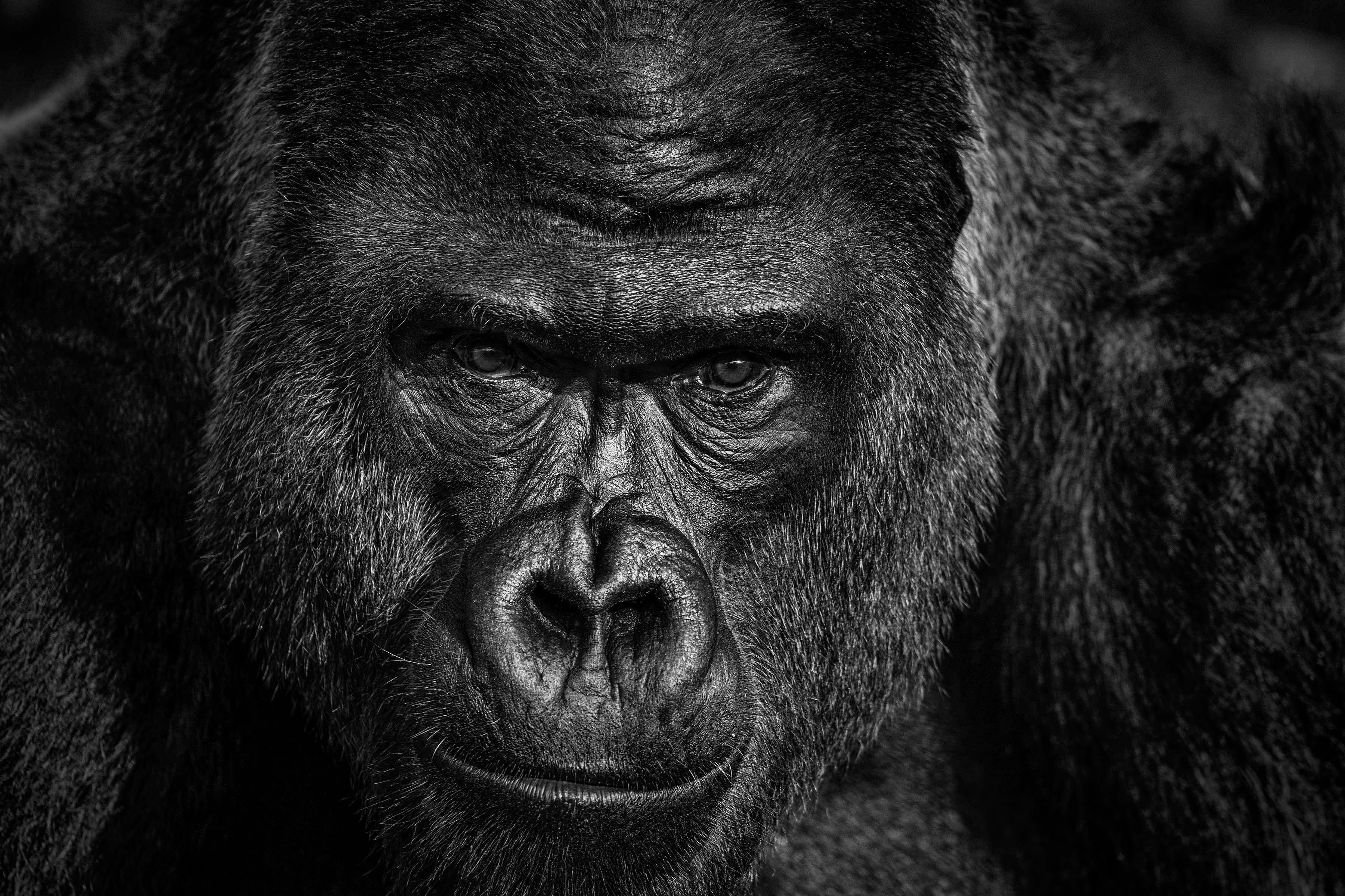 David Yarrow Black and White Photograph - Elmo