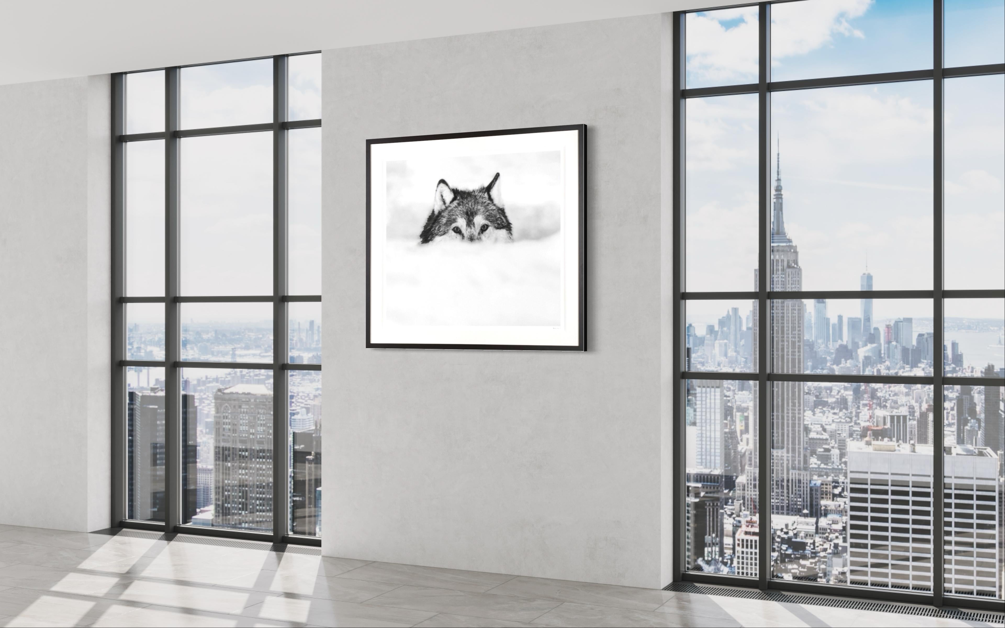 framed wolf pictures