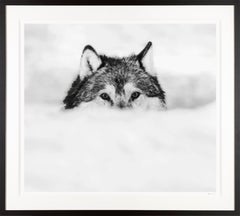 "Encroachment" Stunning Wolf in the Snow / Black and White Photograph
