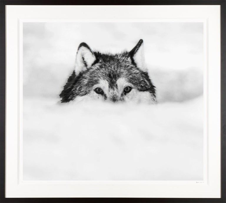 David Yarrow Portrait Photograph - "Encroachment" Stunning Wolf in the Snow / Black and White Photograph