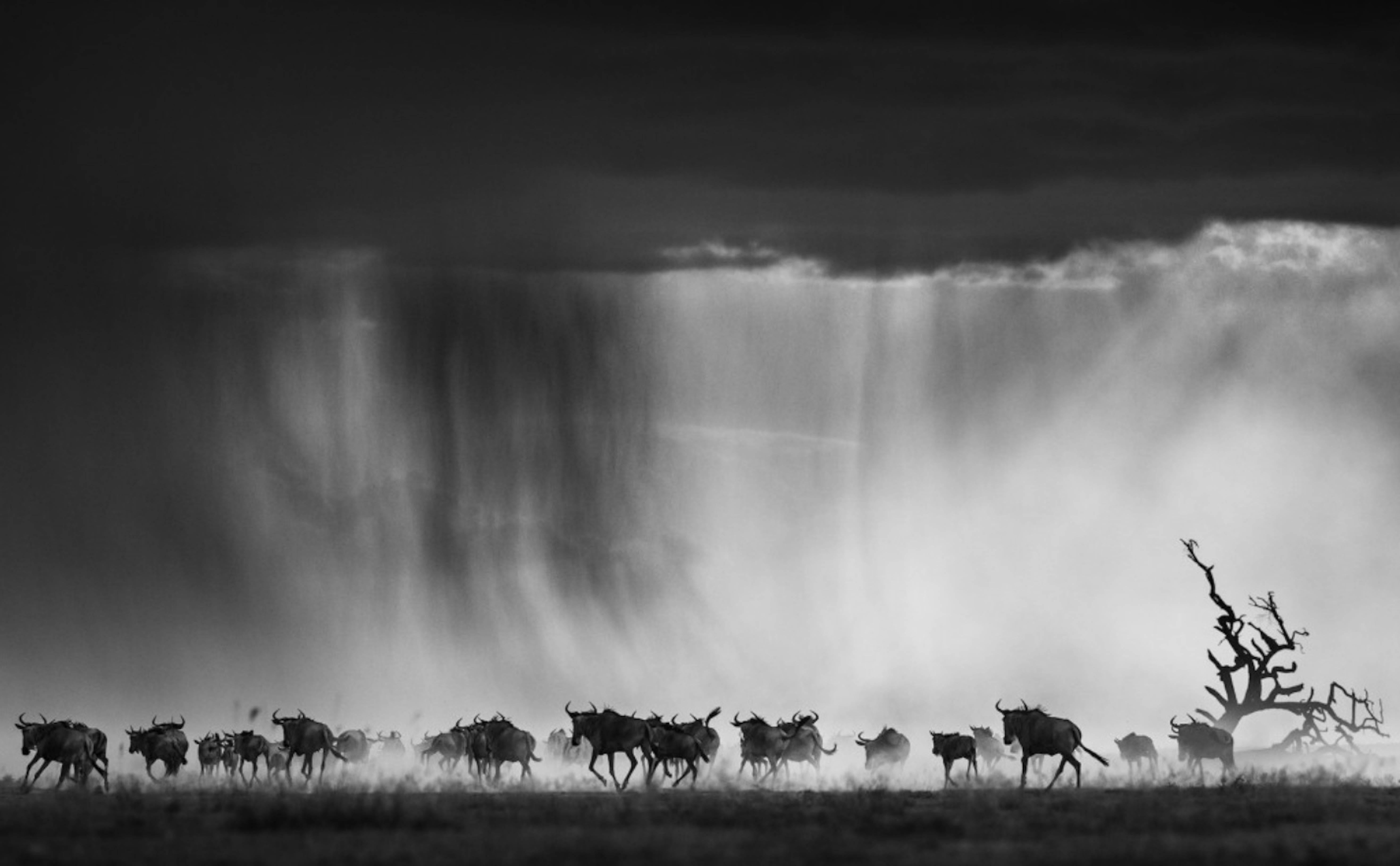 David Yarrow Black and White Photograph – Exodus-Schlüssel