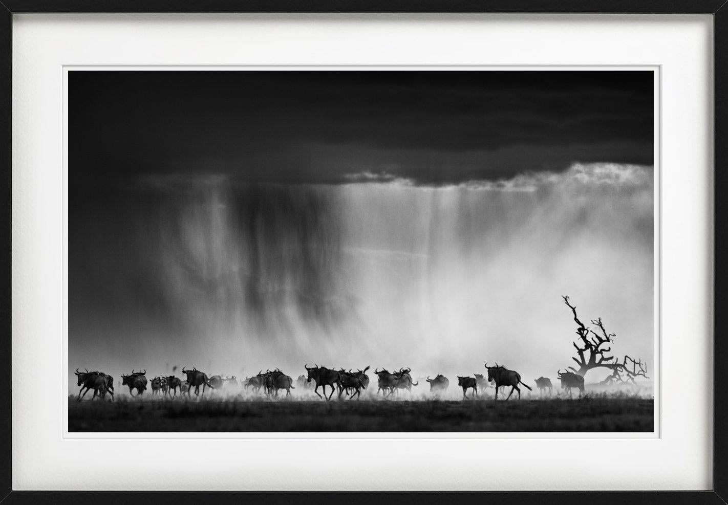 Exodus - Herd des Wildbeests, der durch Regen läuft, Kunstfotografie, 2015 – Photograph von David Yarrow