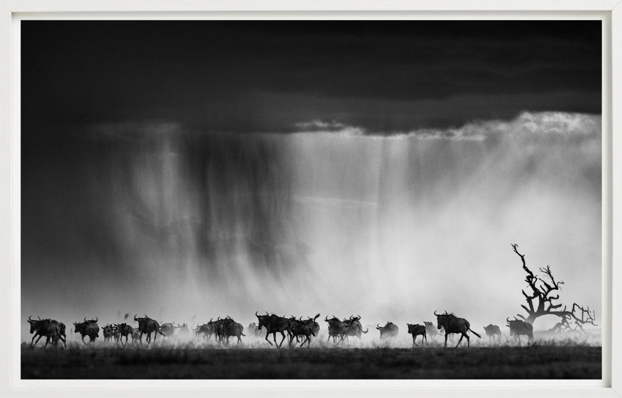 Exodus - Herd des Wildbeests, der durch Regen läuft, Kunstfotografie, 2015 (Zeitgenössisch), Photograph, von David Yarrow