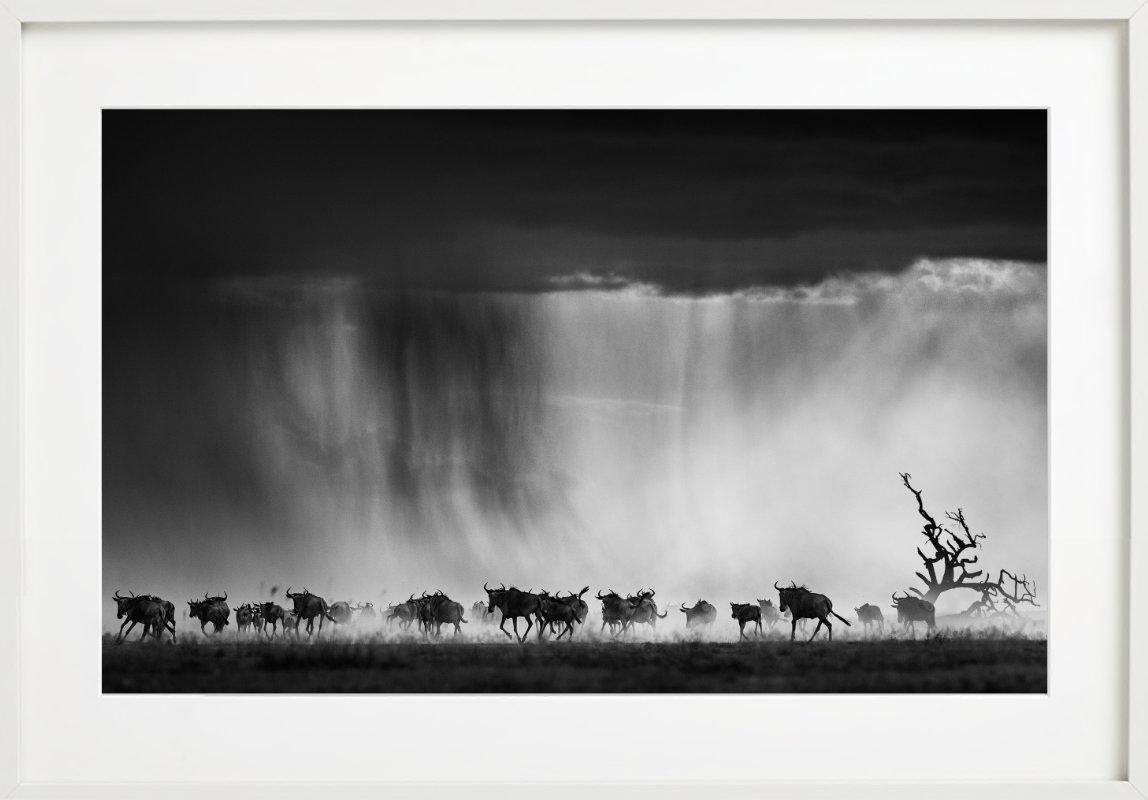 Eine Herde von Wildtieren, die durch heftigen Regen in den afrikanischen Ebenen rennt, fotografiert von David Yarrow im Jahr 2015.

Alle Drucke sind in limitierter Auflage erhältlich. Erhältlich in mehreren Größen. Hochwertige Einrahmung auf