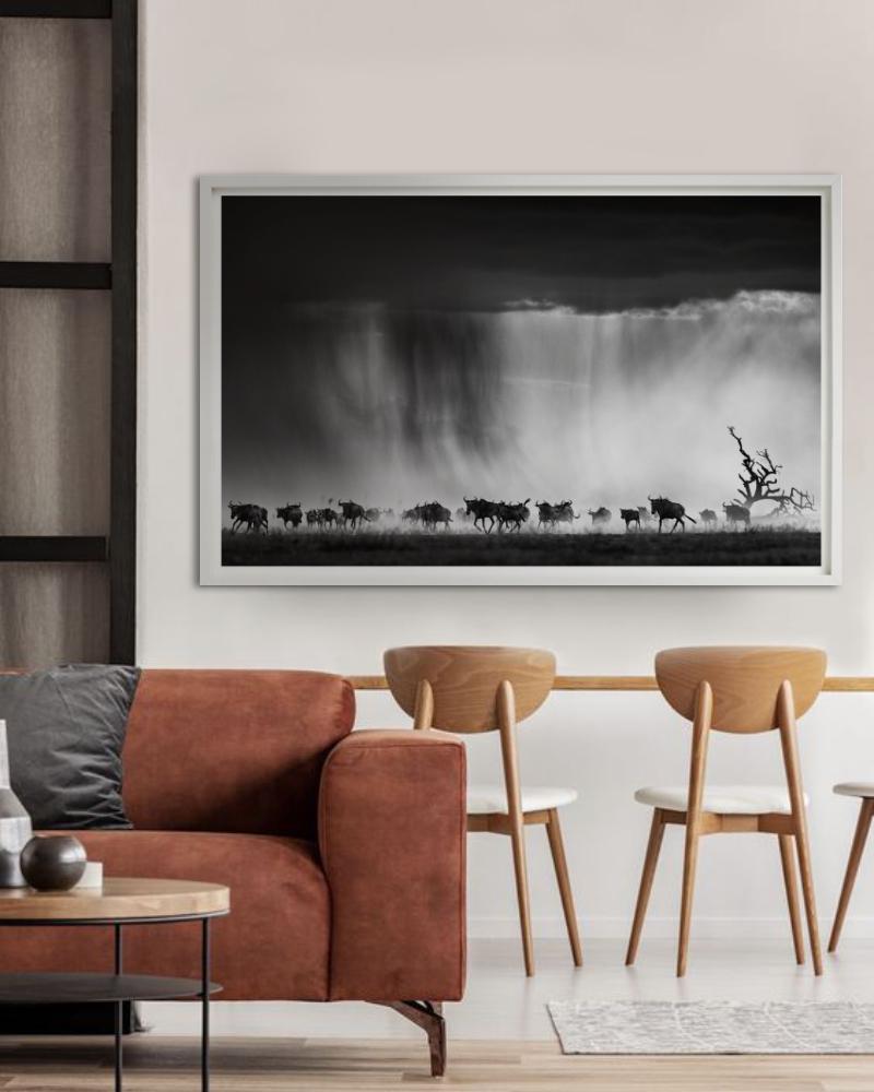 Exodus - Herd des Wildbeests, der durch Regen läuft, Kunstfotografie, 2015 im Angebot 1