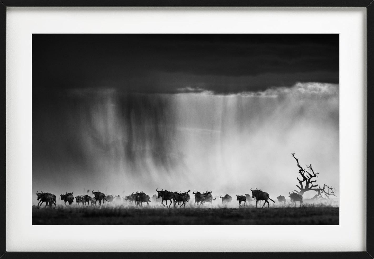 Exodus - Herd des Wildbeests, der durch Regen läuft, Kunstfotografie, 2015 im Angebot 2