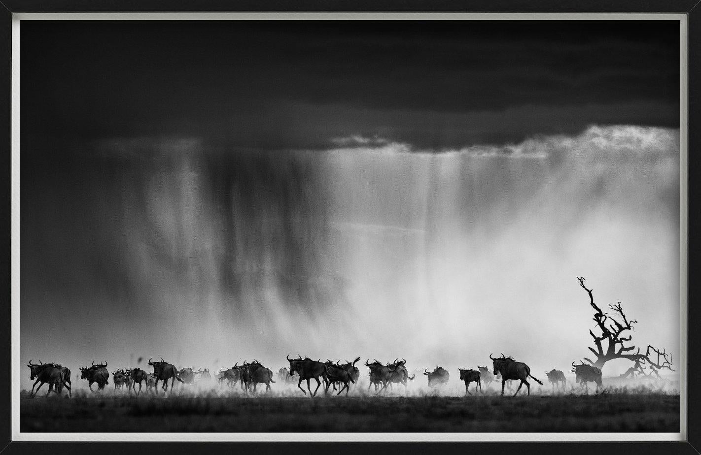 Exodus - Herd des Wildbeests, der durch Regen läuft, Kunstfotografie, 2015 im Angebot 3