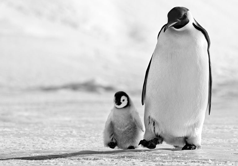 David Yarrow Black and White Photograph - Father And Son