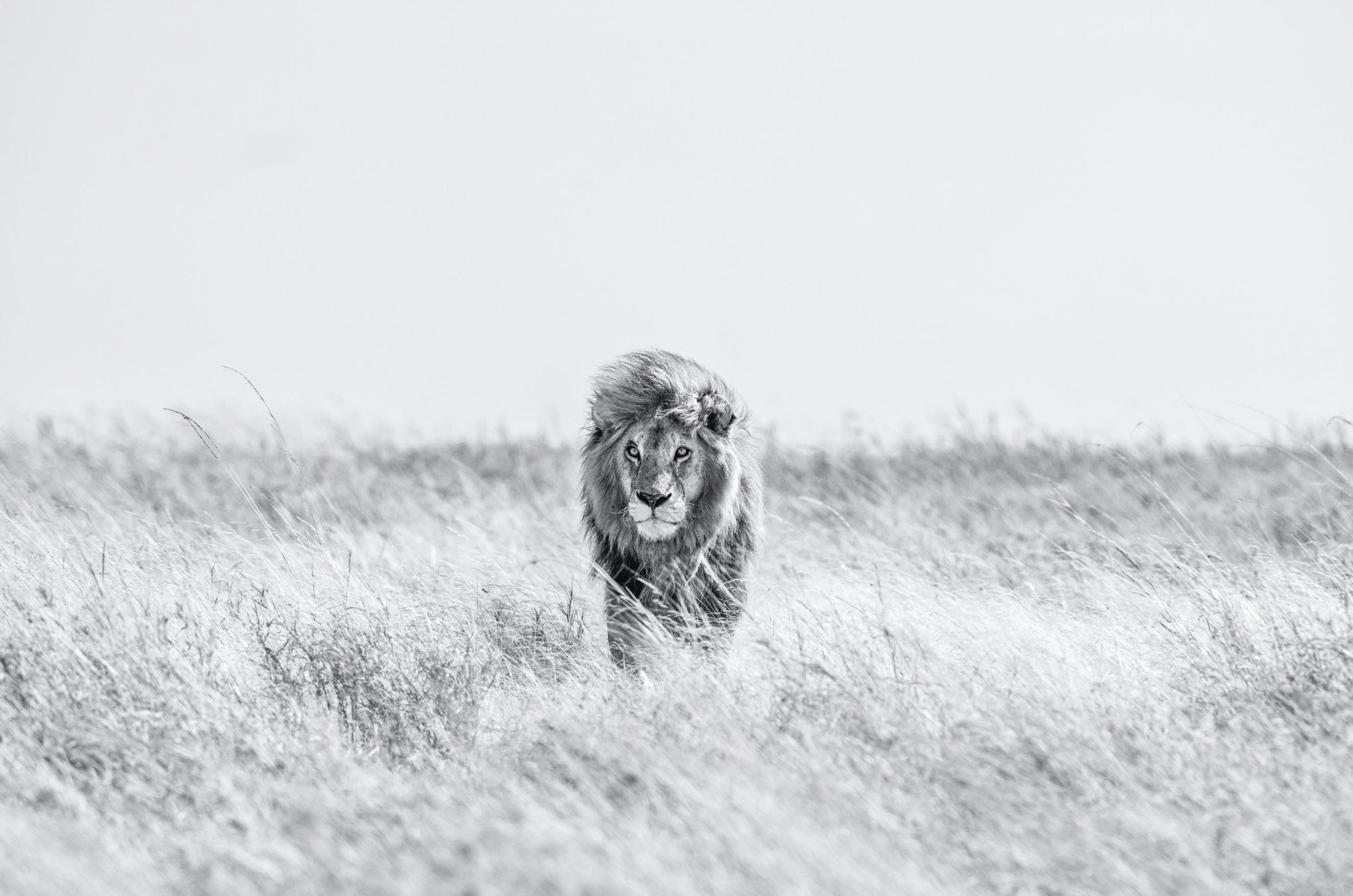 Black and White Photograph David Yarrow - Fields d'or