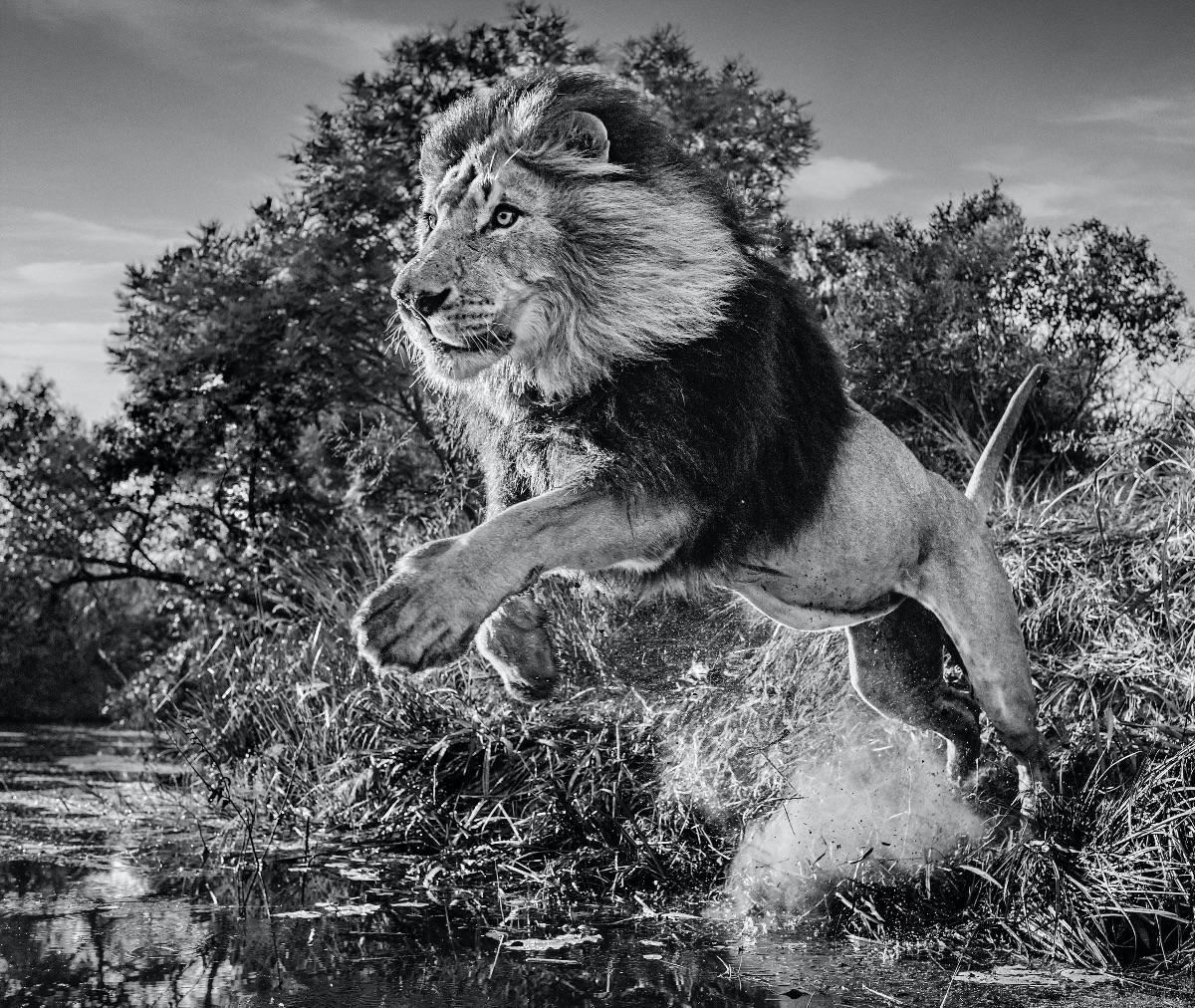 David Yarrow Black and White Photograph - First Down