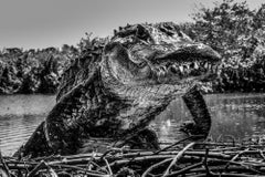 Florida (B&W) by David Yarrow - New Release - Alligator - Wildlife Photography