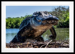 Florida (Colour) by David Yarrow - New Release - Alligator - Wildlife