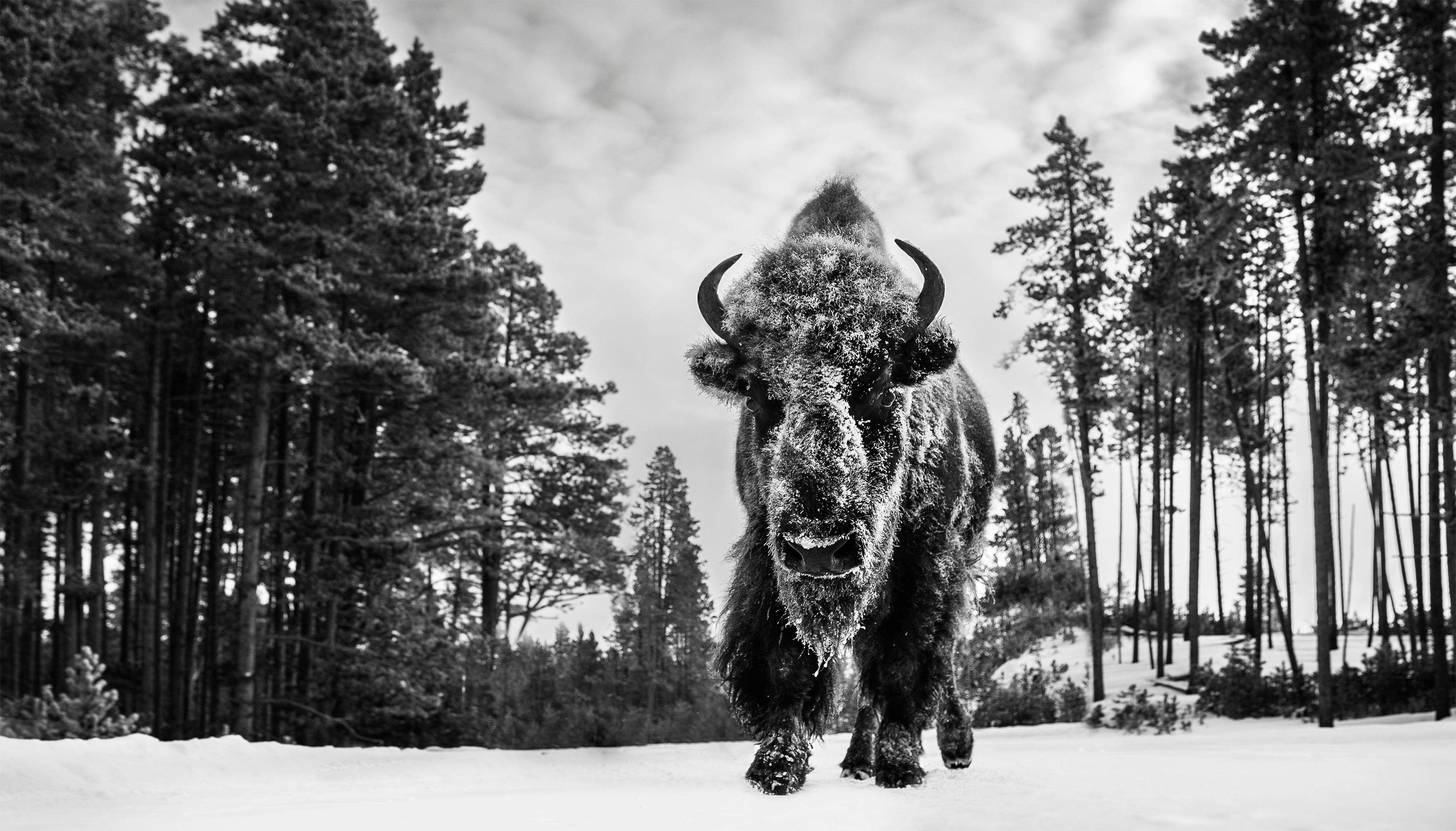 David Yarrow Landscape Photograph - Forest Gump