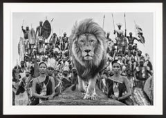 "Catwalk" Framed Black and White Photograph Lion in Dinokeng, South Africa