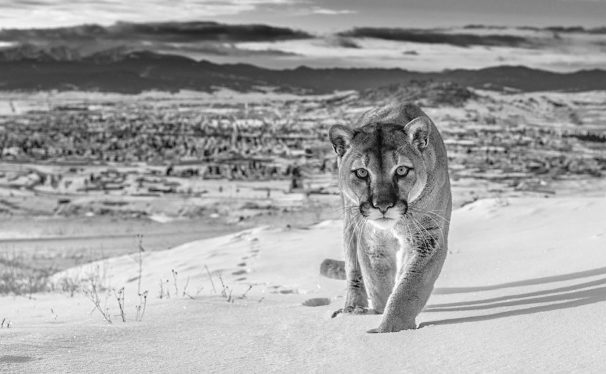 David Yarrow Black and White Photograph - Frontier Town