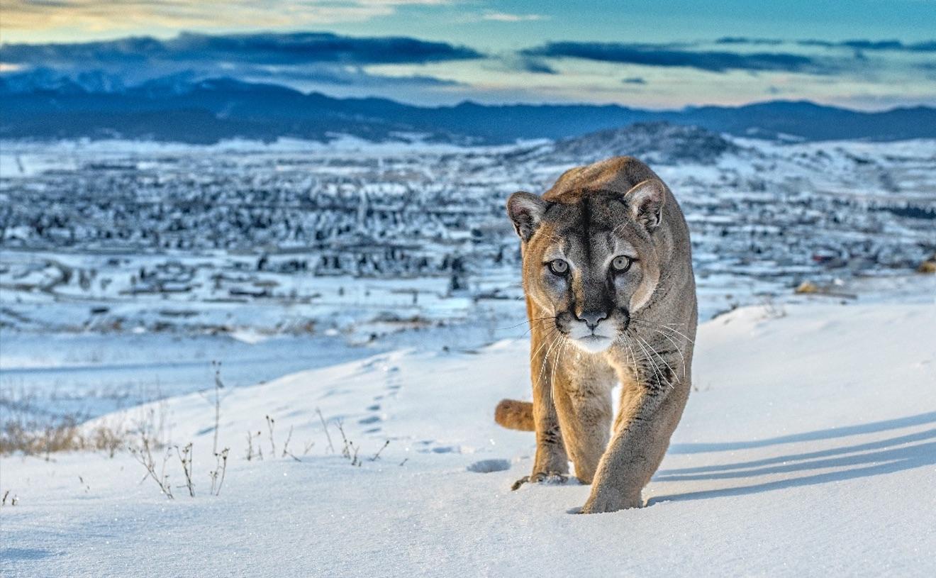 David Yarrow Color Photograph - Frontier Town