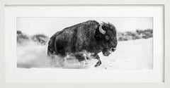 Frozen Mountain, Spanish Creek - Buffalo in Snow, Fine Art Photography, 2024