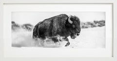 Frozen Mountain, Spanish Creek - Buffalo in Snow, Fine Art Photography, 2024