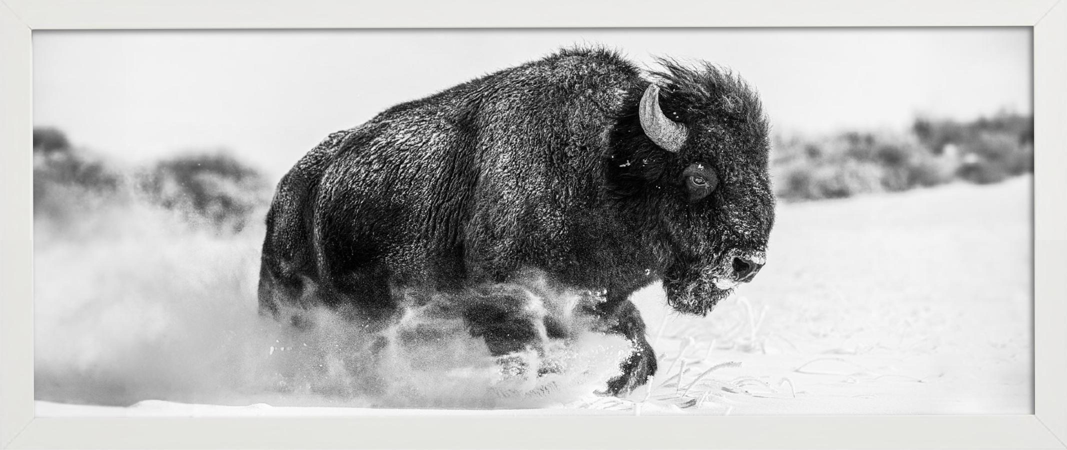Frozen Mountain, Spanish Creek – Buffalo in Schnee, Kunstfotografie, 2024 im Angebot 3