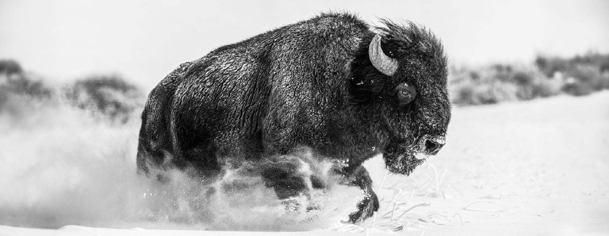 David Yarrow Black and White Photograph – Frozen Mountain, Spanish Creek – Buffalo in Schnee, Kunstfotografie, 2024