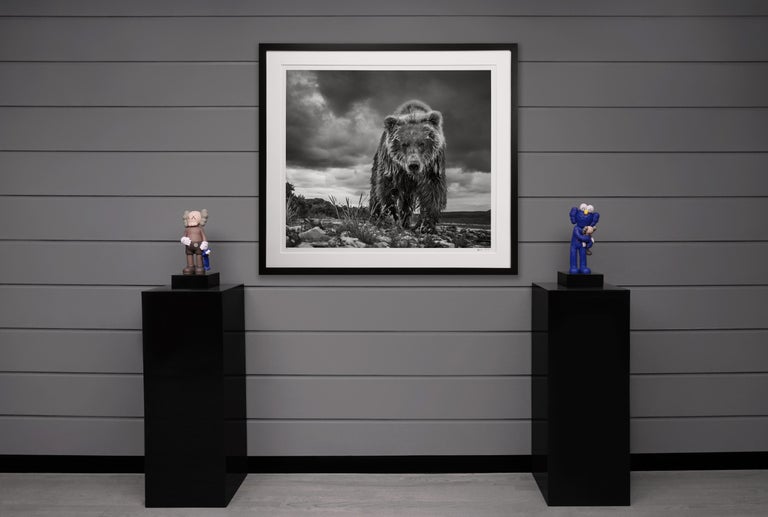 The large-scale monochromatic wild Alaskan grizzly bear photograph entitled ’Funnel Creek’ is an archival work on paper featuring by legendary wildlife photographer and humanitarian, David Yarrow. The photograph was taken during an expedition to