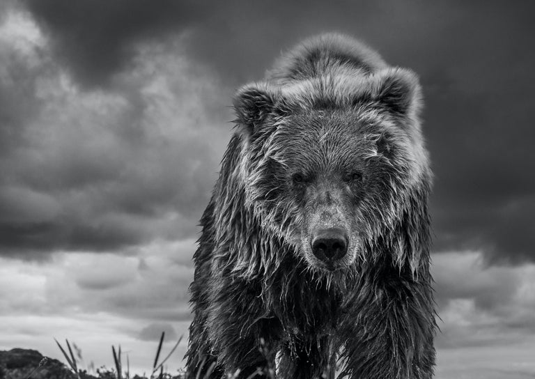 'Funnel Creek' Grizzly Bear in Alaska - Black Landscape Photograph by David Yarrow
