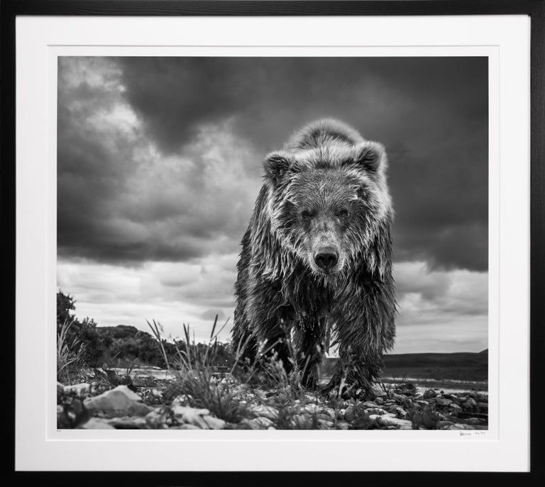 David Yarrow Landscape Photograph - 'Funnel Creek' Grizzly Bear in Alaska