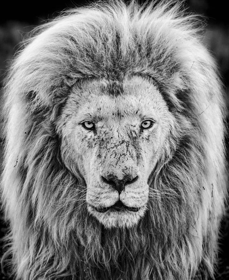 david-yarrow-gandalf-for-sale-at-1stdibs