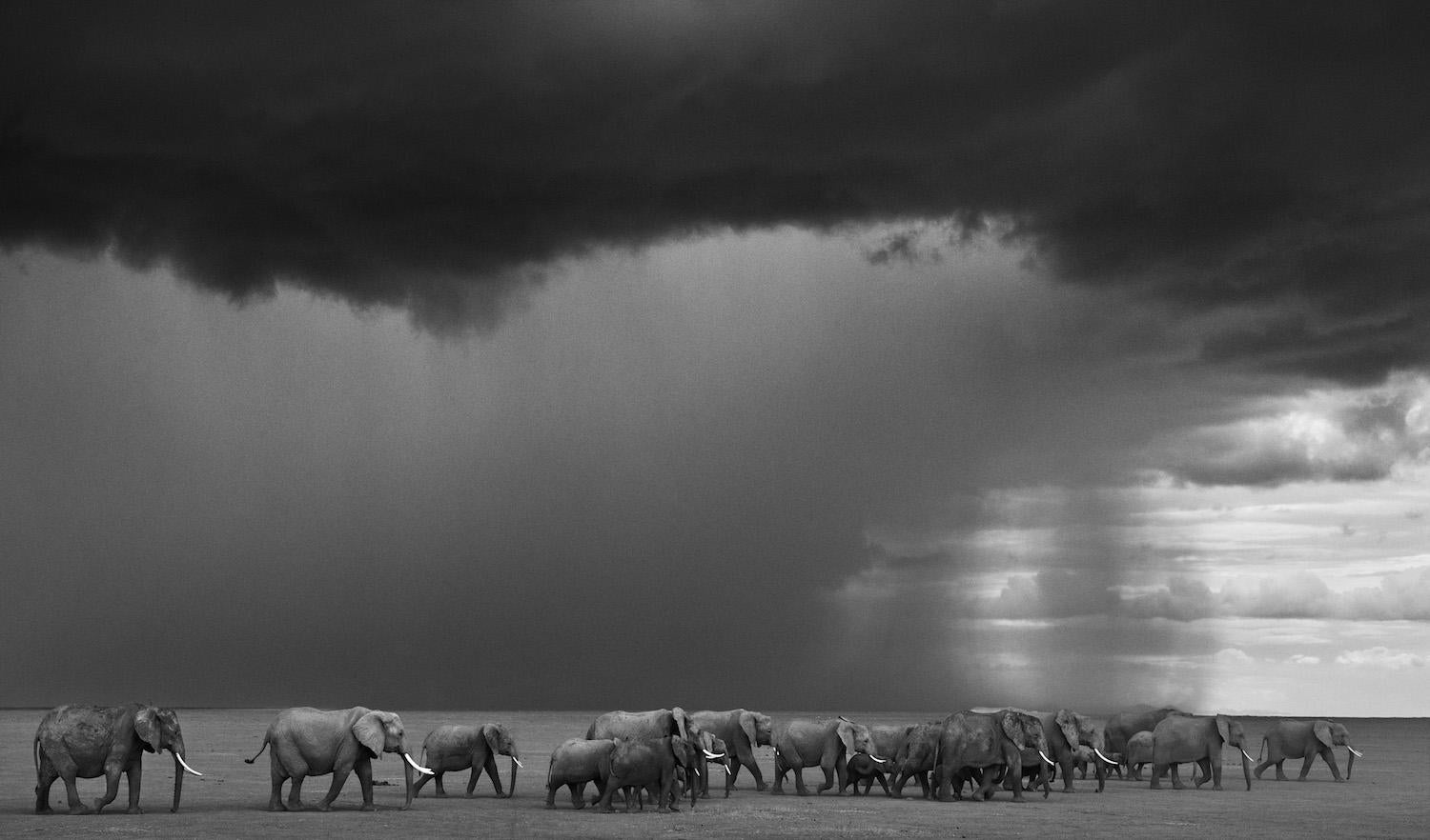 David Yarrow Black and White Photograph - Gathering Storm, Contemporary Black and White photography