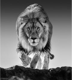 Genesis, South Africa by David Yarrow - Contemporary Wildlife Photography