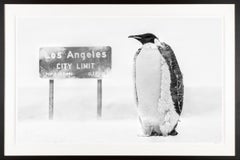 L.A. Baby / Penguin Antarctica / Large Size