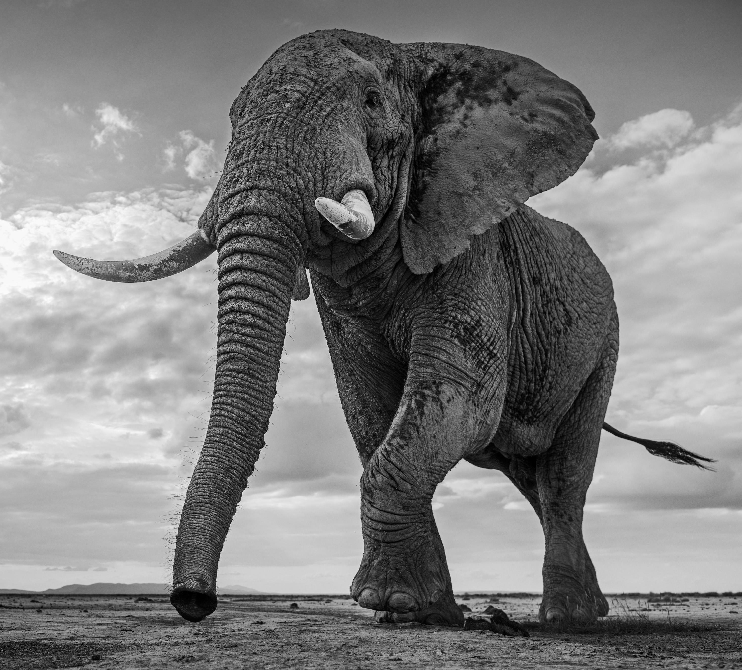 "Giant's Kingdom"
Amboseli, Kenya - 2015

Archival Pigment Print on 315gsm Hahnemühle Photo Rag Baryta Paper 

Edition Size: 12

Standard Size
Image Size: 37" x 41"
Framed Size: 52" x 56"

Large Size
Image Size: 56" x 61"
Framed Size: 71" x