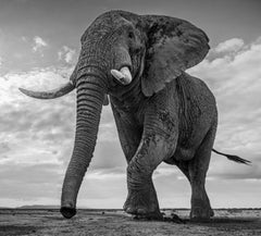 Giant's Kingdom, Kenya by David Yarrow - Contemporary Wildlife Photography