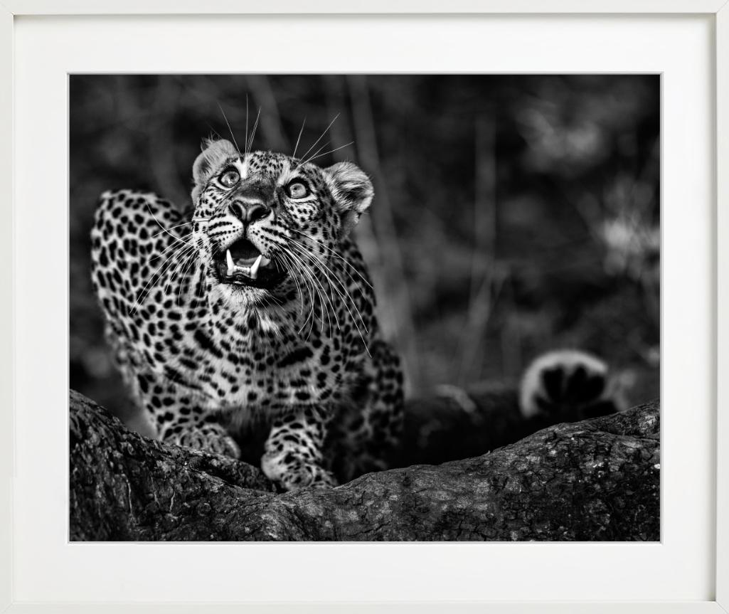 Alerte au sol - Jeune léopard accroupi, photographie d'art en vente 5